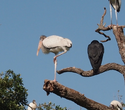 [A wood stork with a grey downy head and neck stands on one leg on a large branch. It has its other foot wrapped around the straight leg. A black vulture is perched on a nearby branch with its back to the camera.]